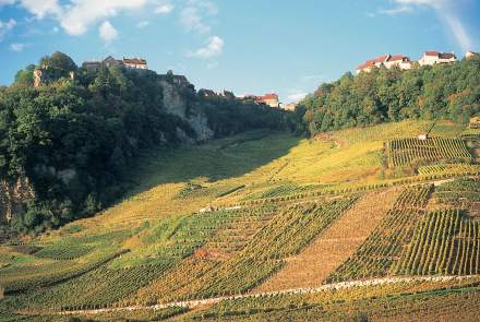 Weinberge der Region Franche-Comté