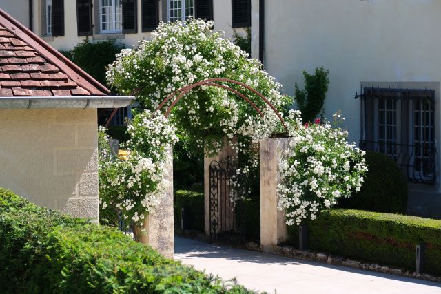Arche fleurie de rosiers blancs dans les jardins du Château de Germigney à Port-Lesney.