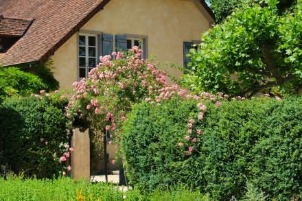 Rosier en fleurs dans les jardins du Château de Germigney à Port-Lesney.