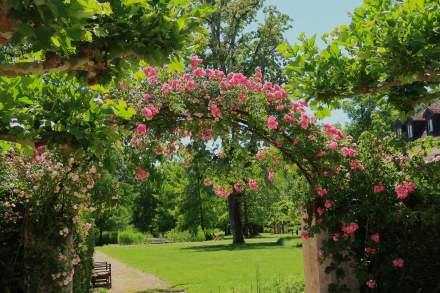 Rosier en fleurs dans les jardins du Château de Germigney à Port-Lesney.
